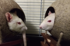 Ronnie and Derek as rat bookends