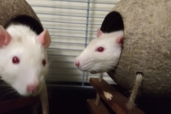 Ronnie and Derek as rat bookends