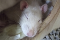 Ronnie eating and using a sleeping Derek as a table