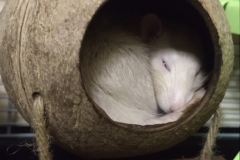 Ronnie sleeping in the shell