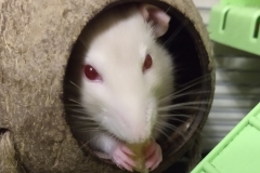 Derek enjoying his treat....