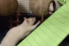 ...Ronnie on his way to steal Derek`s treat....