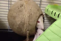 ...Ronnie trying to steal the treat...