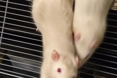 Ronnie, Derek and the pizza crust