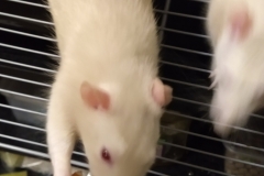 Ronnie, Derek and the pizza crust