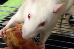 Ronnie and the pizza crust