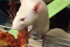 Ronnie and the pizza crust