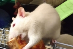 Ronnie and the pizza crust