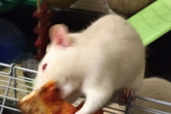 Ronnie and the pizza crust