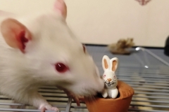Derek sniffing the `rabbit pie` ornament
