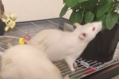 Ronnie and Derek with the mint plant