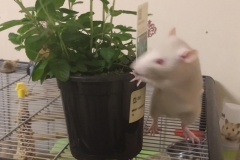Derek exploring the mint plant