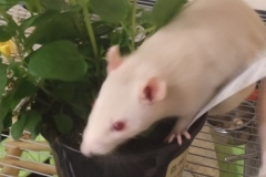 Derek exploring the mint plant