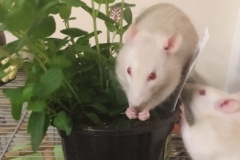 Derek eating some mint leaves