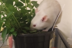 Derek exploring the mint plant