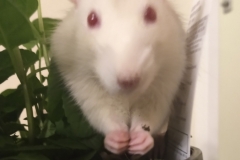 Derek eating some mint leaves