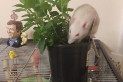 Derek exploring the mint plant