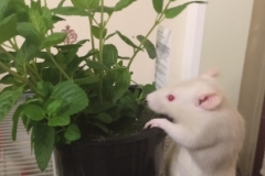 Derek exploring the mint plant