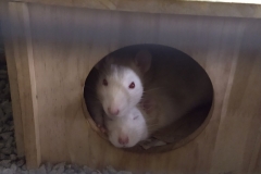 Ronnie alert; Derek sleepy!