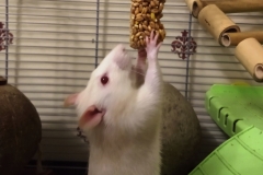 Ronnie eating the carrot nibble stick