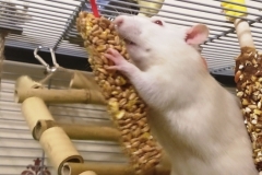 Derek  eating the carrot nibble stick