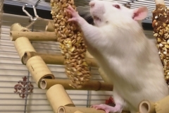 Derek  eating the carrot nibble stick