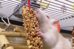 Derek  eating the carrot nibble stick