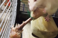 Ronnie with the chicken bone