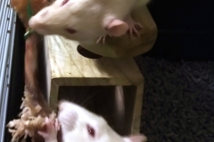 With the chicken bone