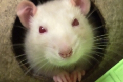 In the coconut shell