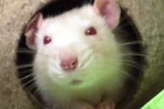 In the coconut shell