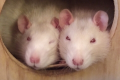 Ronnie and Derek asleep