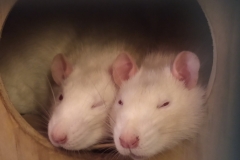 Ronnie and Derek asleep