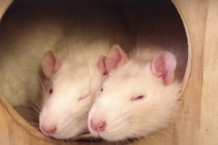 Ronnie and Derek asleep