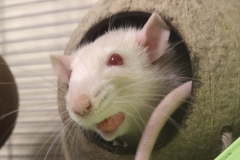 Derek holding a treat in his mouth