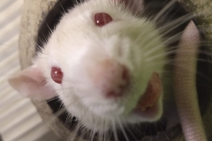 Derek holding a treat in his mouth