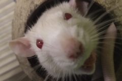 Derek holding a treat in his mouth