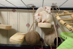 Enjoying the new lookout shelves