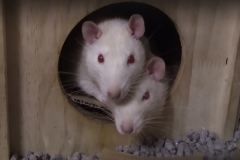 Ronnie poking his head out on top of Derek!