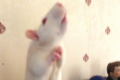 Ronnie reaching up to some food