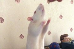 Ronnie reaching up to some food