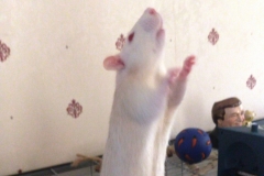 Ronnie reaching up to some food