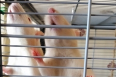 Ronnie and Derek sniffing out food