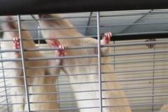 Ronnie and Derek sniffing out food