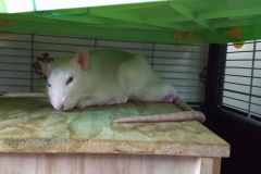 Derek resting on the house