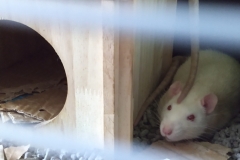 Derek resting on the house and Ronnie to the side