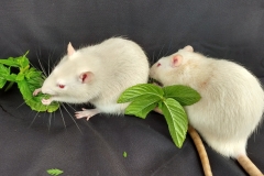 Ronnie and Derek enjoying some mint leaves