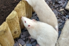 Ronnie and Derek exploring