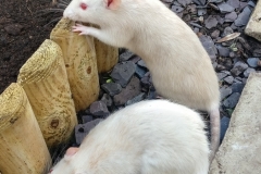 Ronnie and Derek exploring