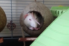 Derek eating a treat in the heat